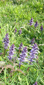 bugle in the orchard